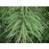 Tisovec dvouřadý 'Shawnee Brave'  Taxodium distichum 'Shawnee Brave'