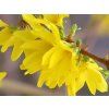 Zlatice nejzelenější 'Kumson'  Forsythia viridissima 'Kumson'