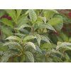 Zlatice nejzelenější 'Kumson'  Forsythia viridissima 'Kumson'