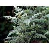 Ostružiník tibetský 'Silver Fern'  Rubus thibetanus 'silver fern'