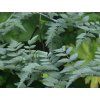Ostružiník tibetský 'Silver Fern'  Rubus thibetanus 'silver fern'