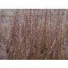 Vrba rozmarýnolistá 'Tiny Pearls'  Salix rosmatinifolia 'Tiny Pearls'