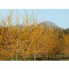 Jerlín japonský 'Gold Standard'  Sophora japonica 'Gold Standard'