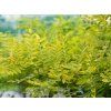 Jerlín japonský 'Gold Standard'  Sophora japonica 'Gold Standard'
