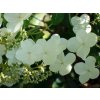 Hortenzie řapíkatá 'Miranda'  Hydrangea anomala 'Miranda'