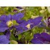 Clematis Neonka (2)