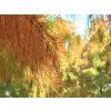 Tisovec dvouřadý 'Nutans'  Taxodium distichum 'Nutans'