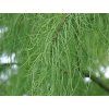 Tisovec dvouřadý 'Nutans'  Taxodium distichum 'Nutans'