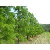 Tisovec dvouřadý 'Nutans'  Taxodium distichum 'Nutans'