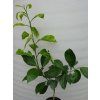 Bigarádie 'Bouquetier De Nice'  Citrus aurantium 'Bouquetier De Nice'