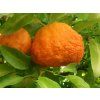 Bigarádie 'Bouquetier De Nice'  Citrus aurantium 'Bouquetier De Nice'