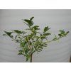Cedrát 'Variegata Hach'  Citrus 'Variegata Hach'