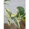 Cedrát 'Variegata Hach'  Citrus 'Variegata Hach'