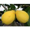 Citroník 'Adamo'  Citrus limon 'Adamo'
