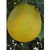 Citroník 'Santa Catarina'  Citrus limon 'Santa Catarina'