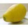 Citroník 'Zagara Bianca'  Citrus limon 'Zagara Bianca'