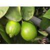 Limetka 'Sweet'  Citrus x latifolia 'Sweet'