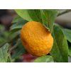 Divoká mandarinka 'Dioxian Wild'  Citrus Dioxianensis 'Dioxian Wild'