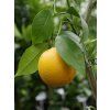 Pomerančovník 'Verna' (Berna)  Citrus sinensis 'Verna'