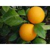Pomerančovník 'Verna' (Berna)  Citrus sinensis 'Verna'