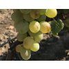 Réva vinná 'Galbena Noi'  Vitis vinifera 'Galbena Noi'