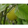 Citroník 'Amalfitano'  Citrus 'Amalfitano'