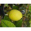 Citroník 'Amalfitano'  Citrus 'Amalfitano'