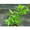 Citroník 'Salicifolia'  Citrus 'Salicifolia'