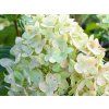 Hortenzie latnatá 'Little Lime'  Hydrangea paniculata 'Little Lime'