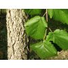 Líska turecká  Corylus colurna