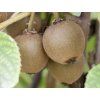Kiwi 'Solo'  Actinidia deliciosa 'Solo