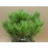 Borovice hustokvětá 'Heavy Bud'  Pinus densiflora 'HeavyBud'