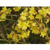 Jasmín nahokvětý 'Argenteomarginatum'  Jasminum nudiflorum 'Argenteomarginatum'