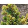 Borovice drobnokvětá 'Goldilocks'  Pinus parviflora 'Goldilocks'