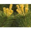 Borovice drobnokvětá 'Goldilocks'  Pinus parviflora 'Goldilocks'