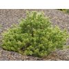 Borovice drobnokvětá 'Kokuho'  Pinus parviflora 'Kokuho'