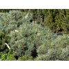 Borovice lesní 'Argentea Nana'  Pinus sylvestris 'Argentea Nana'
