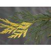 Pazerav sbíhavý 'Aureovariegata'  Calocedrus decurrens 'Aureovariegata'