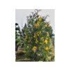 Pazerav sbíhavý 'Aureovariegata'  Calocedrus decurrens 'Aureovariegata'