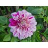 Jiřina 'Peppermint Splash'  Dahlia 'Peppermint Splash'