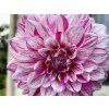 Jiřina 'Peppermint Splash'  Dahlia 'Peppermint Splash'