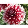 128233 128233 128233 jirina red and white fubuki