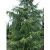 Cedr himalájský 'Albospica'  Cedrus deodara 'Albospica'