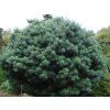 Borovice himalájská 'Nana'  Pinus wallichiana 'Nana'