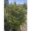 Jedlovec kanadský 'Gable'  Tsuga canadensis 'Gable'