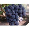 Réva vinná 'Rošfor'  Vitis vinifera 'Rošfor'
