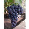 Réva vinná 'Rošfor'  Vitis vinifera 'Rošfor'