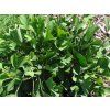 Jinan dvoulaločný 'Barabit's Nana'  Ginkgo biloba 'Barabit's Nana'