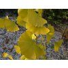 Jinan dvoulaločný 'Barabit's Nana'  Ginkgo biloba 'Barabit's Nana'