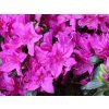 Japonská azalka 'Lady Dark'  Rhododendron obtusum 'Lady Dark'